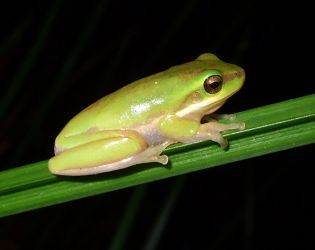 Dwarf Tree Frog Litoria fallax adult